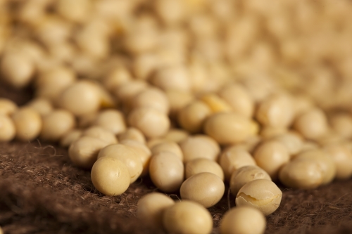 FNI organic dry soy beans