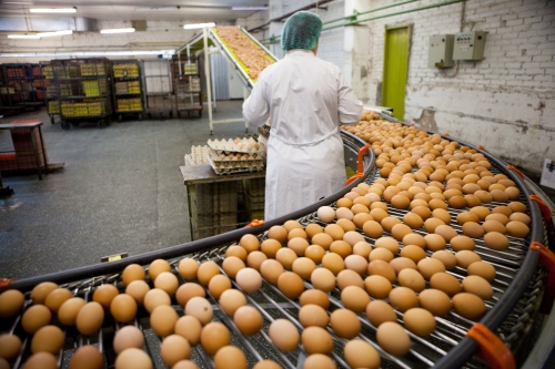 FNI eggs factory conveyor