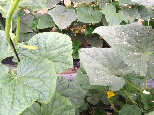 FNI marrone bio innovations cucumbers in greenhouse; left side treated with Regalia; right side untreated and showing powdery mildew (fungal disease)