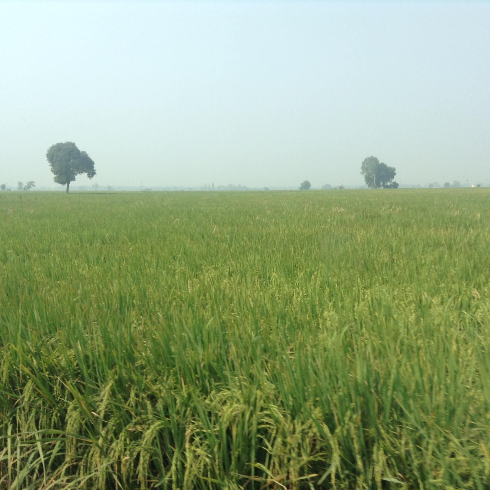 FNI mars foods rice field - india