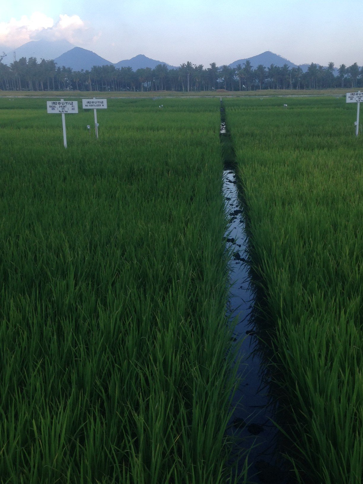 Rice Field - Philippines 1