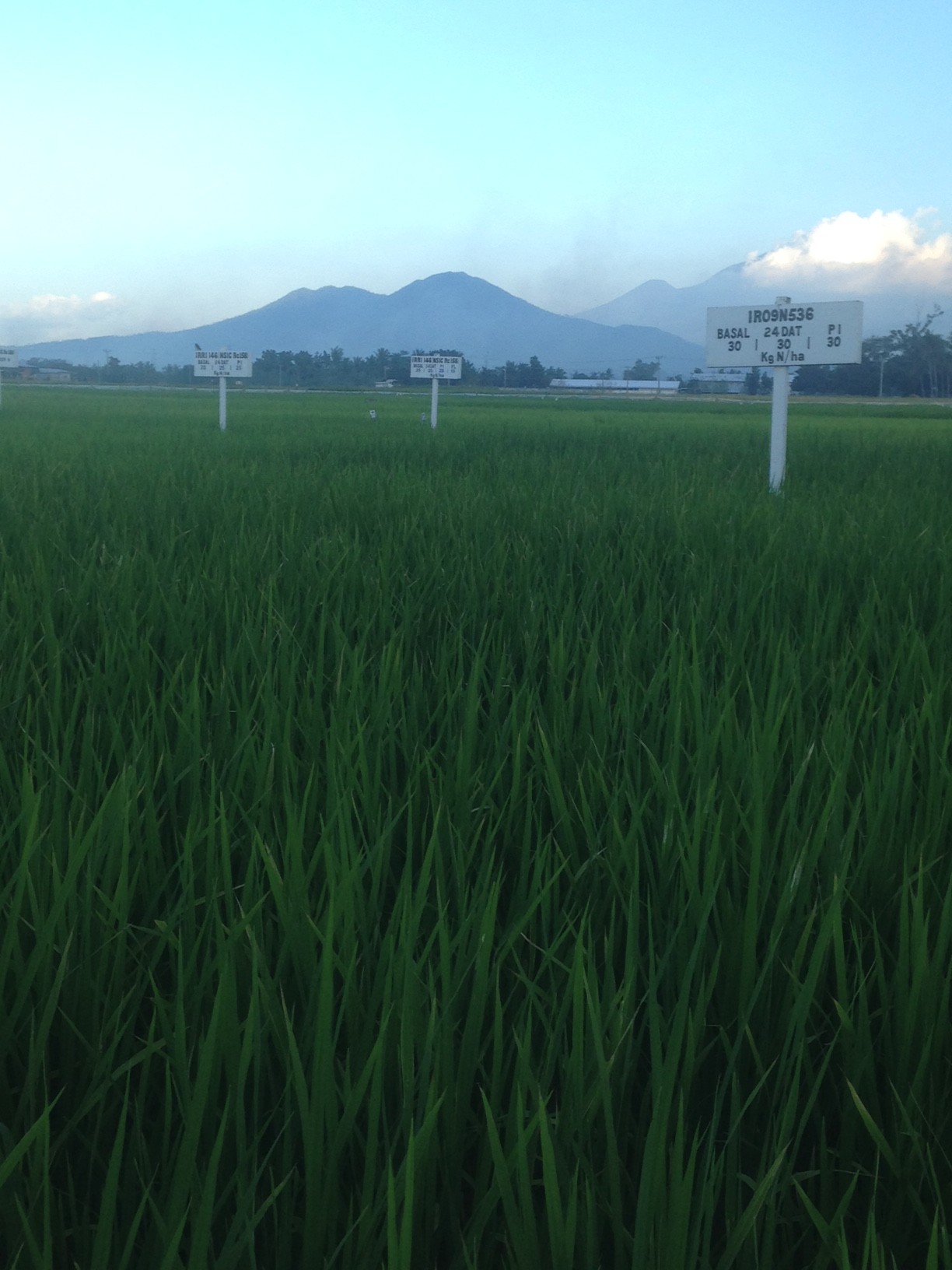 Rice Field - Philippines 2