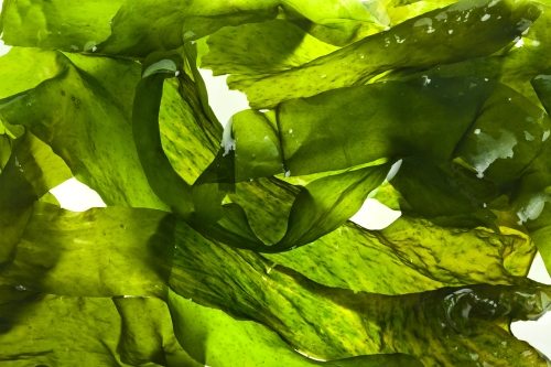 high protein seaweed